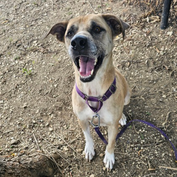 Chunk, a 5 year old dog available from SPCA of Texas